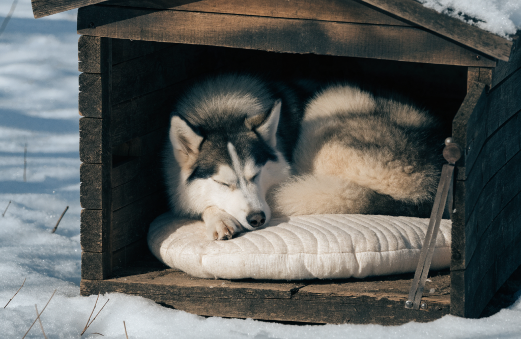 Husky curled on an insulated pad inside a wooden dog house in snow