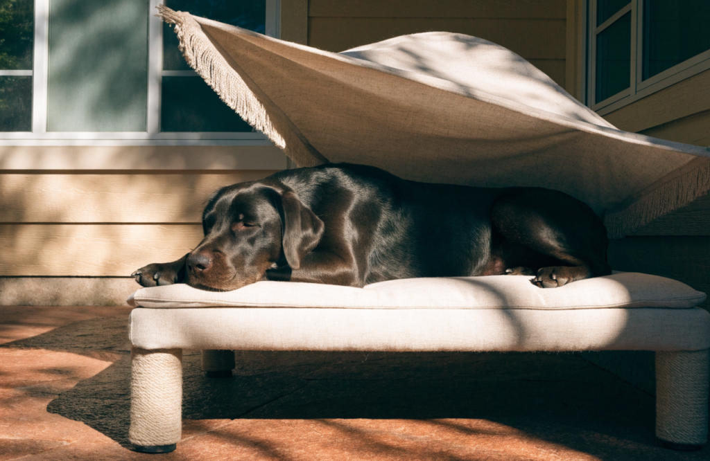 Labrador resting on a raised dog cot under a removable shade canopy