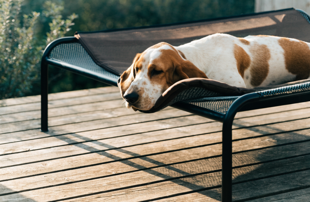 Basset Hound resting its chin on a bolstered outdoor dog cot
