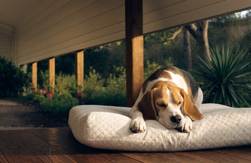 Senior Beagle on an orthopedic cushion under a covered porch
