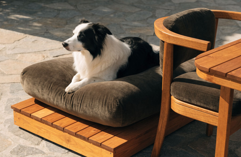 Border Collie on a cushion over a low cedar platform on a patio