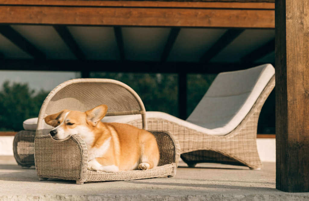 Corgi in a resin wicker dog daybed on a covered terrace