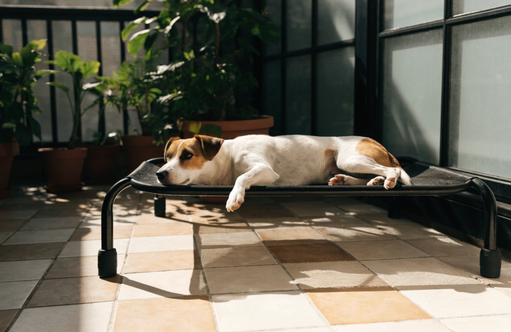 Jack Russell Terrier on a small raised mesh cot on a tiled balcony