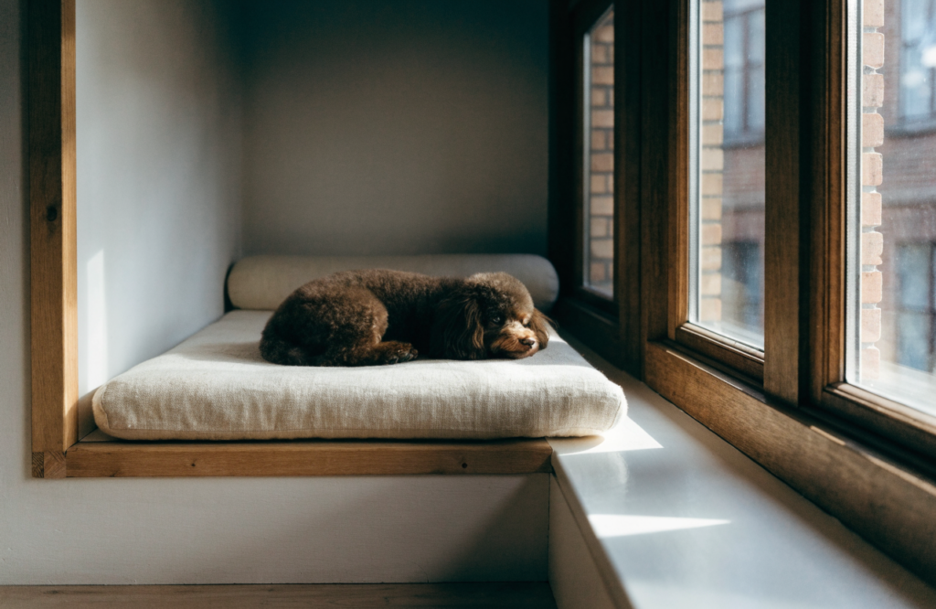 Miniature Poodle on a fitted mattress in a window-seat nook