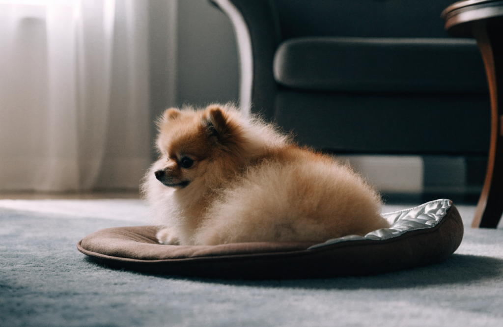 Pomeranian on a self-warming pad with a reflective lining