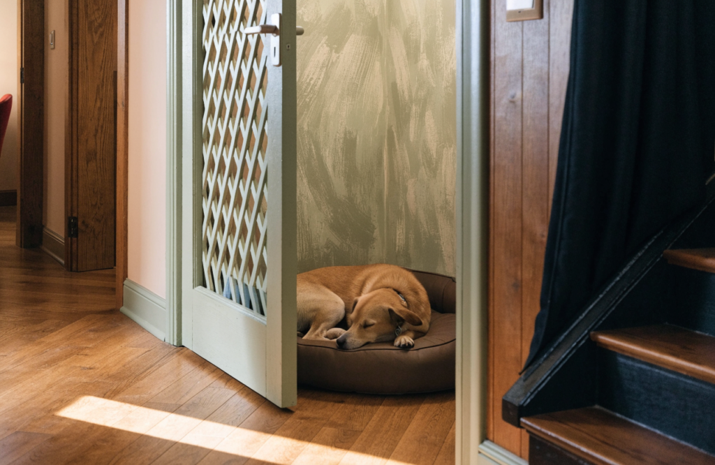 Dog asleep in an under-stair cupboard with a latticed see-through door