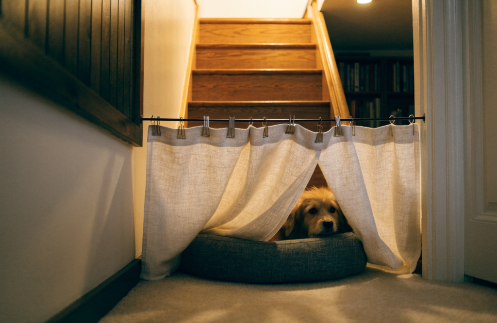Dog peeking out from a curtain-front den under the stairs