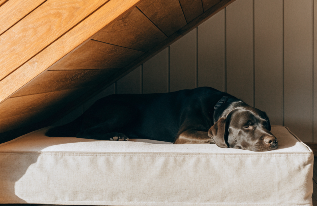 Labrador on a foam rectangle bed fitted into an under-stair nook