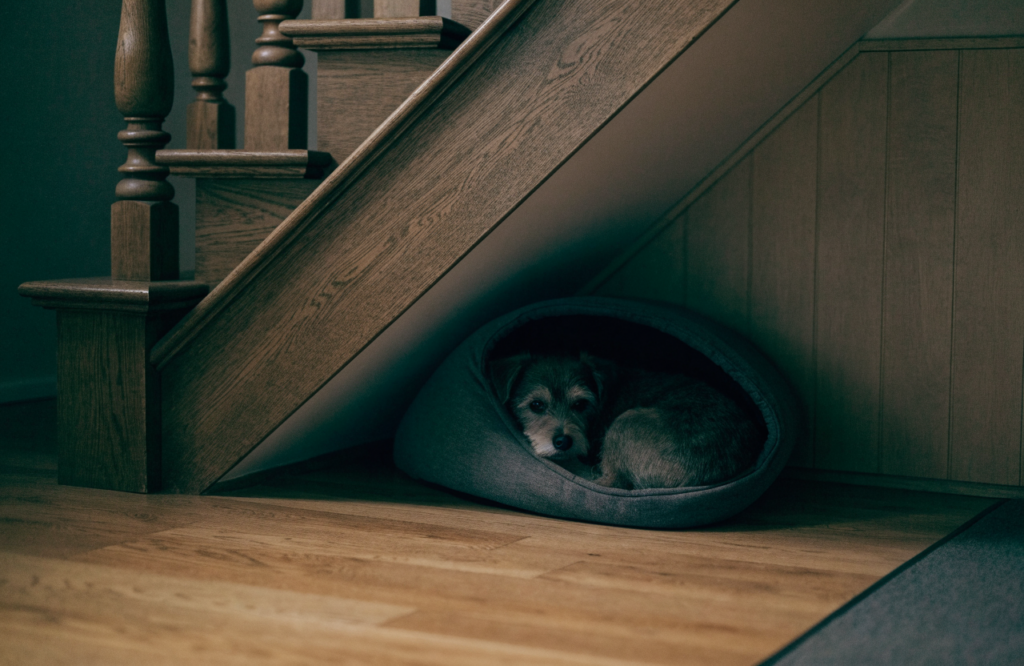 Small terrier in a hooded cave bed at the low end of an under-stair space