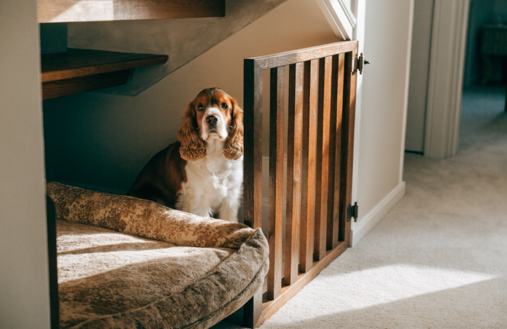 Cocker Spaniel in an under-stair den with a half-height wooden gate