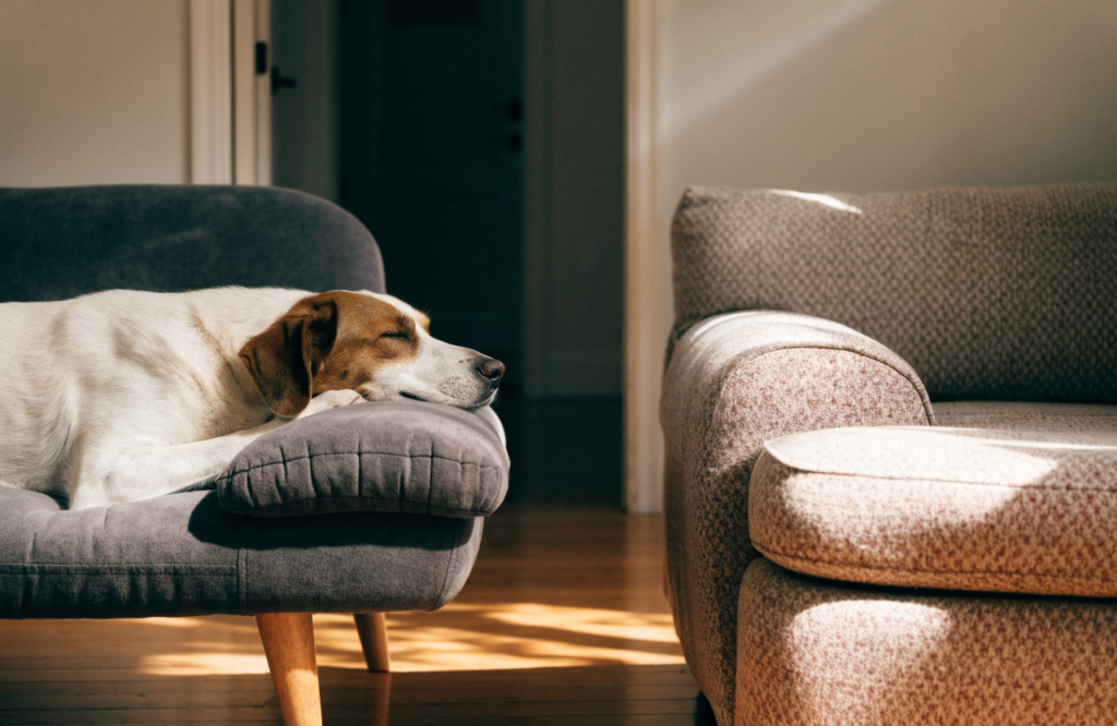 Large dog resting its head on the arm of a raised dog sofa