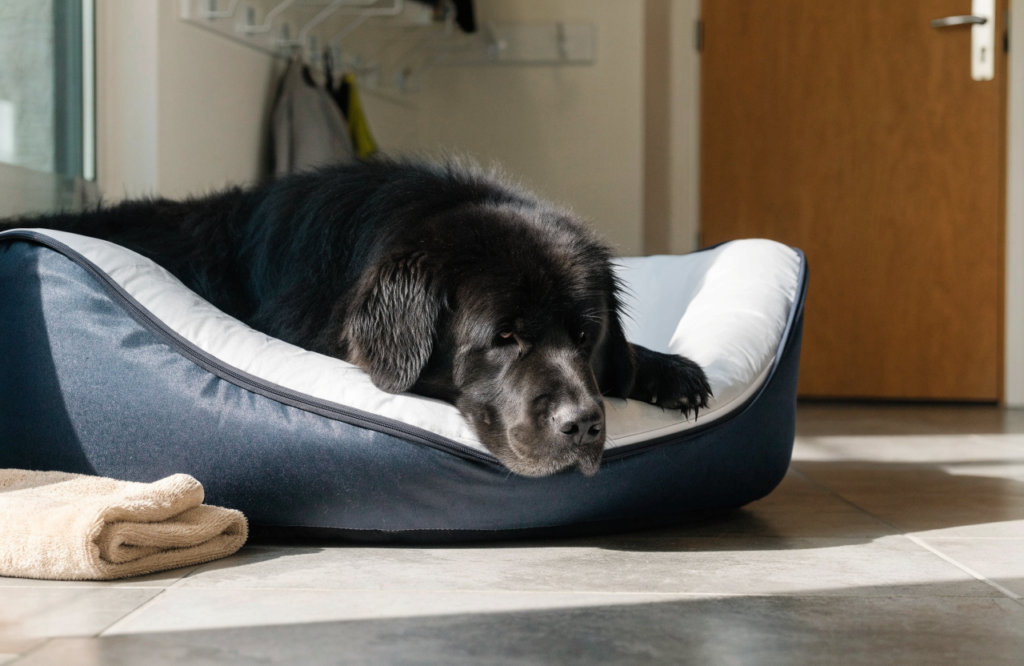 Newfoundland on a waterproof-lined orthopedic dog bed