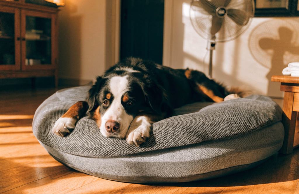 Bernese Mountain Dog on a bed with a gel cooling layer