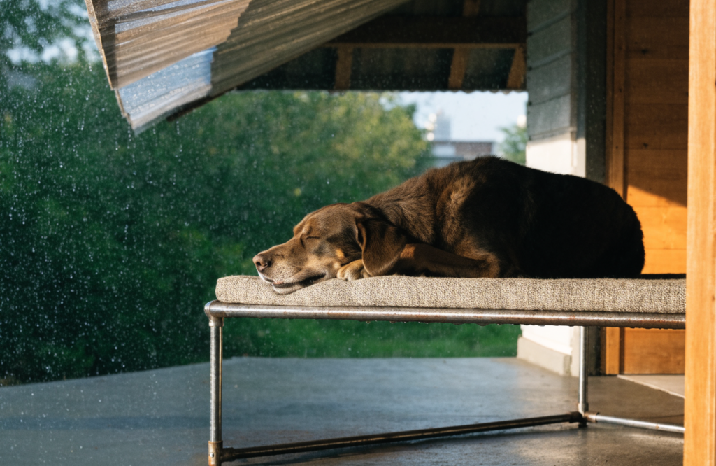 Large dog on an elevated cot on a covered porch in the rain