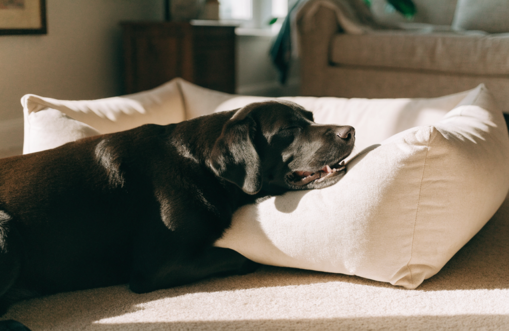 Labrador in an orthopedic bolster rectangle dog bed