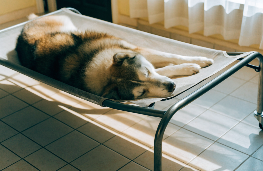 Malamute on an elevated mesh cooling cot