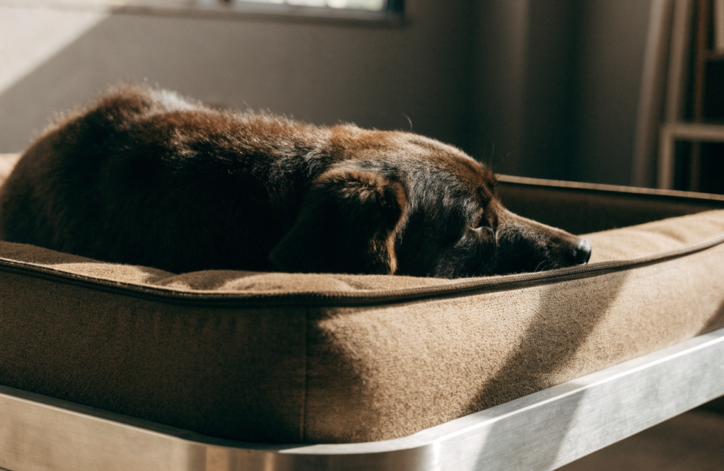 Large dog on a chew-proof aluminum-frame dog bed