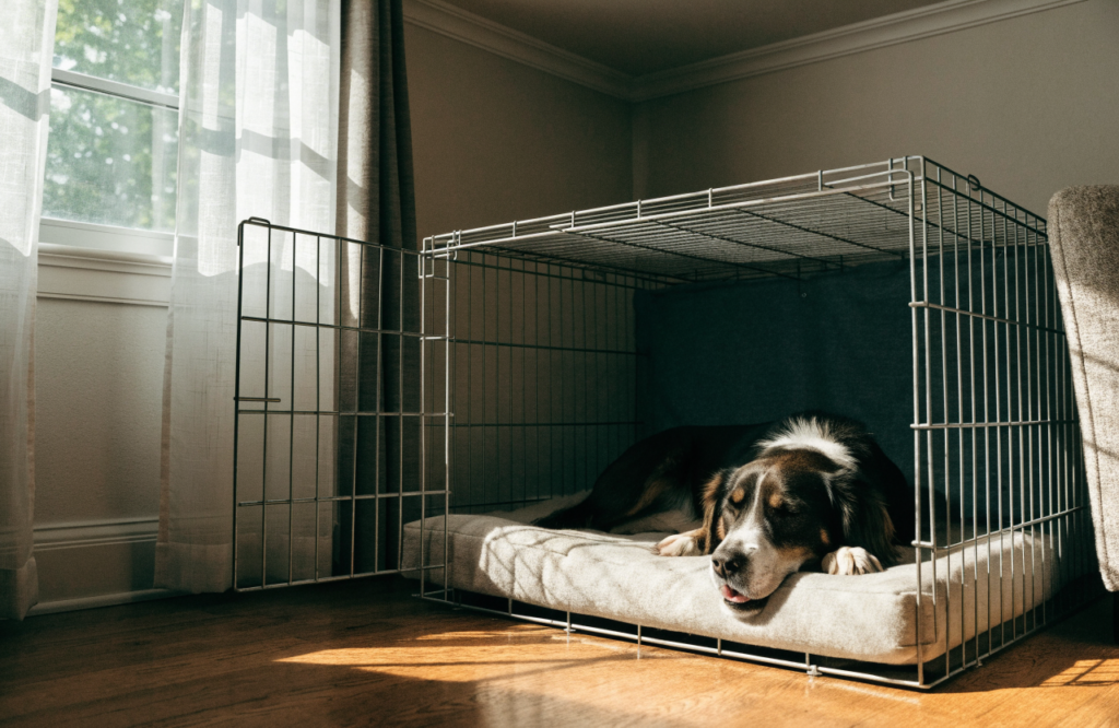 Large dog on a pad cut to fill a 54-inch wire crate