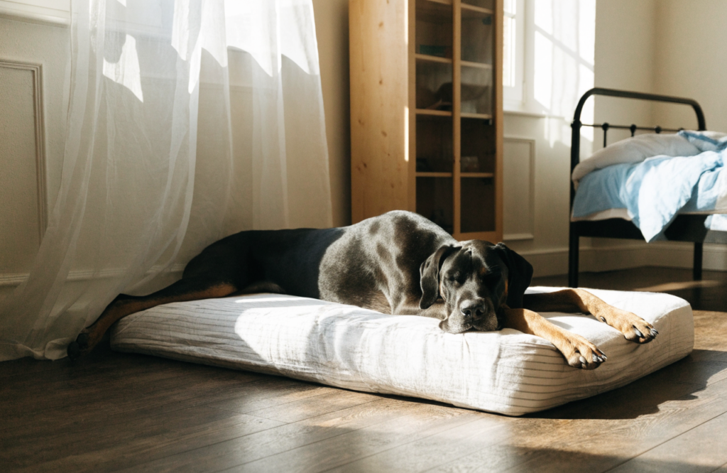 Great Dane on a foam twin mattress with a waterproof cover and sheet