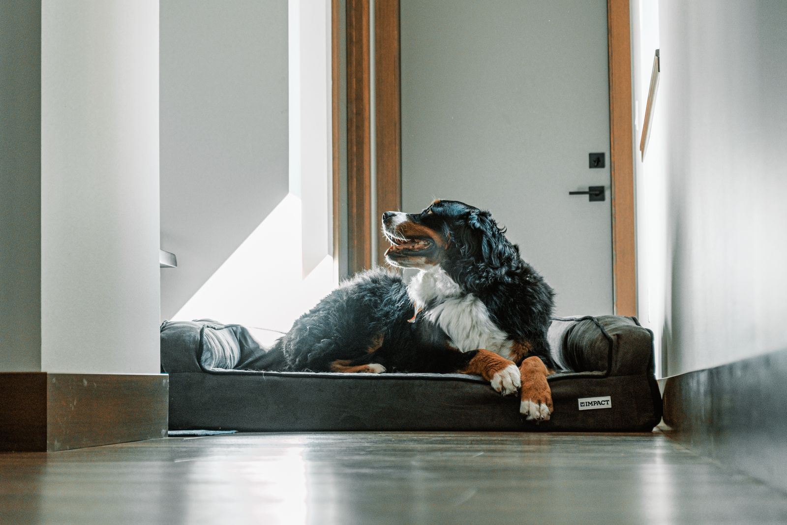 A Bernese Mountain Dog lying on a large, durable dog bed indoors.