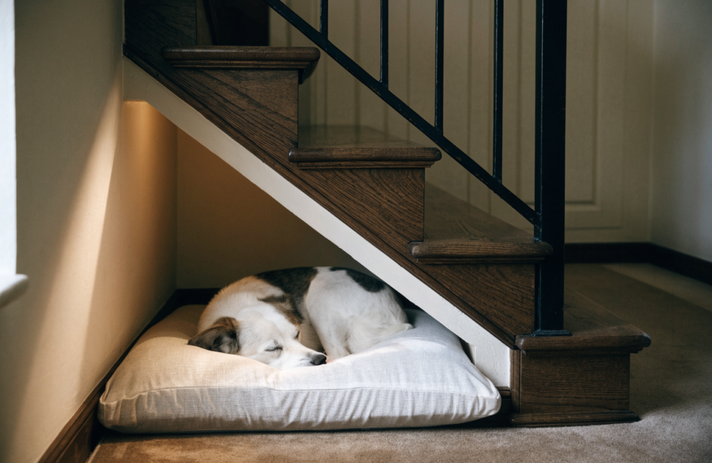 Dog curled in an under-stairs den with a fitted cushion