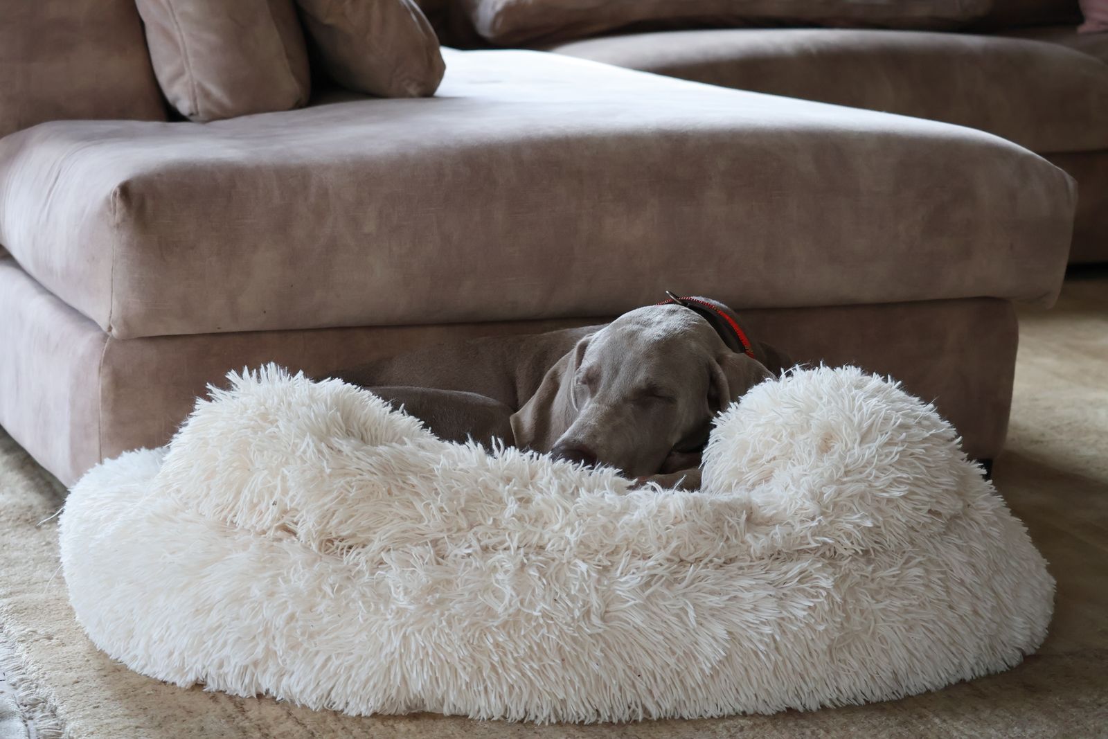 A Weimaraner sleeping on a fluffy dog bed in a cozy living room.