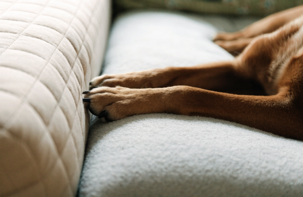 Dog paws crossing from a mattress onto a level bed extension