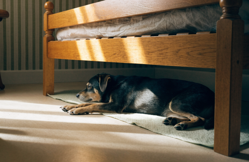 Dog lying on a thin pad in the gap under a raised bed frame