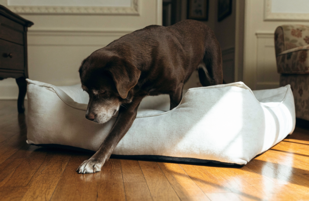 Senior Labrador stepping onto a low orthopedic dog bed