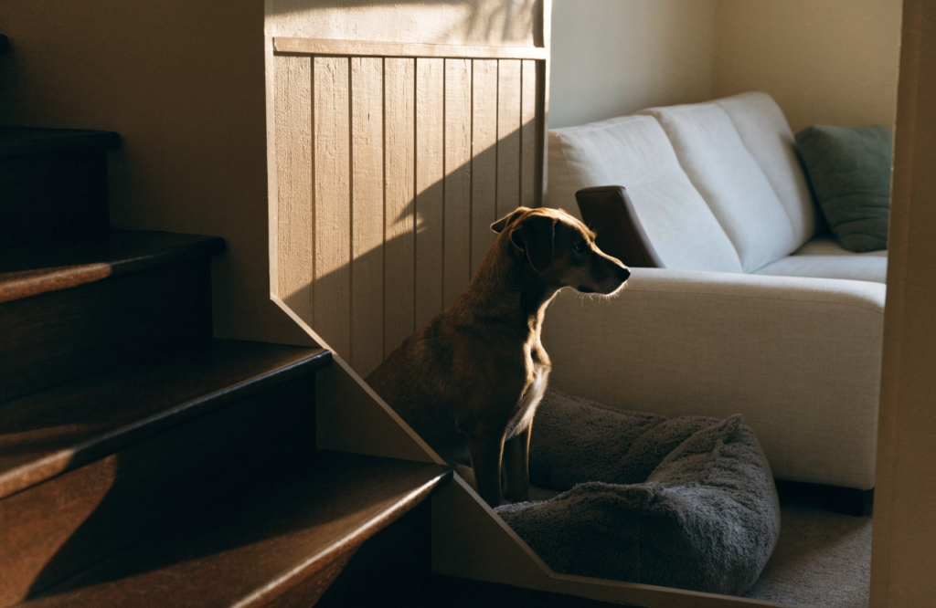 Dog sitting in an under-stair bed nook facing the living room