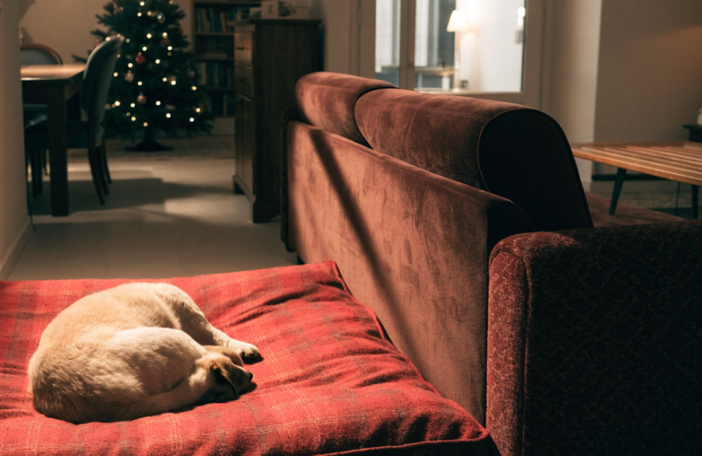 Dog on a plaid bed by the sofa with the Christmas tree behind