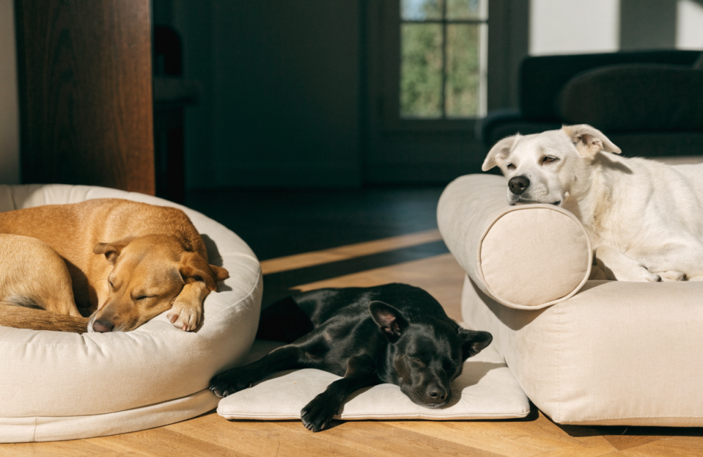 Three dogs on beds matched to curled, sprawled and chin-rest sleep
