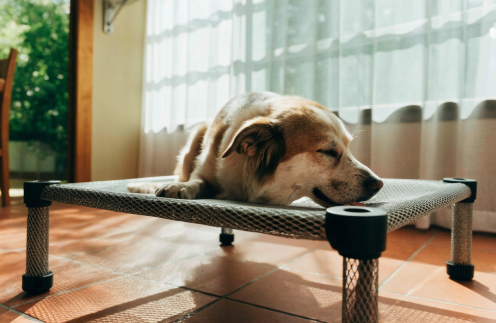 Dog on an elevated mesh cooling cot over a tile floor