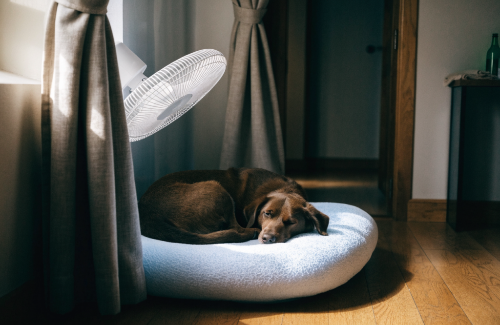 Dog on a cooling bed in the shade beside a fan