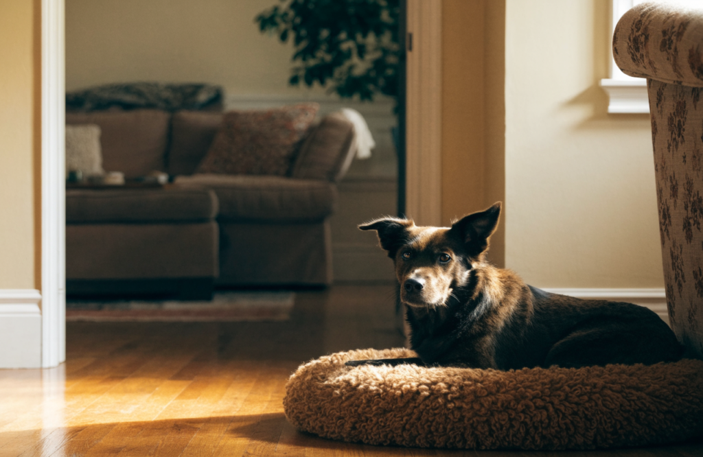 Dog on a corner bed with a view of the living room