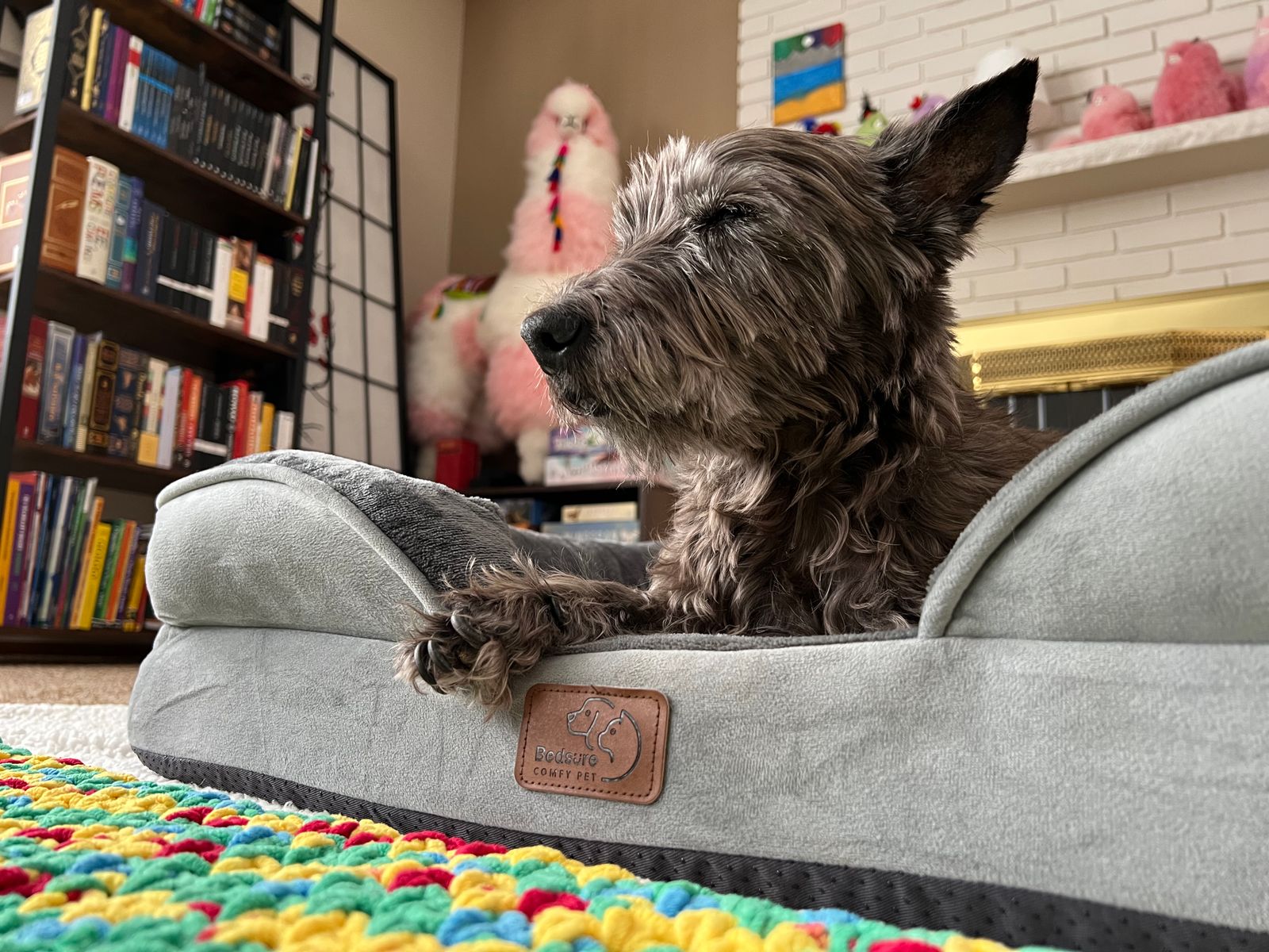 A relaxed terrier lounging on a dog bed in a colorful, cozy living room.