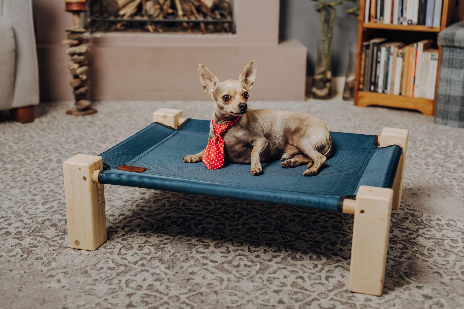 Chihuahua lounging on an elevated pet bed in a cozy living room.