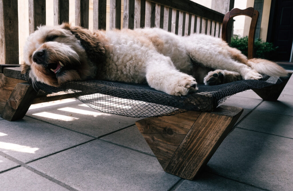 Dog lying on a raised mesh cot above a cool tile floor on a shaded porch