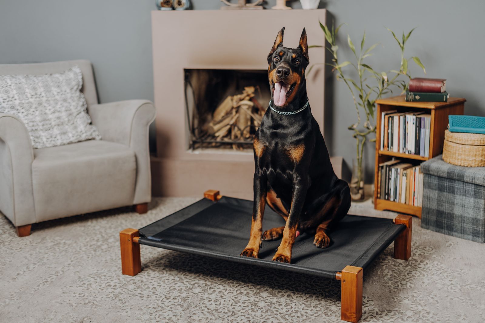 A Doberman Pinscher sitting on a raised pet bed in a living room.
