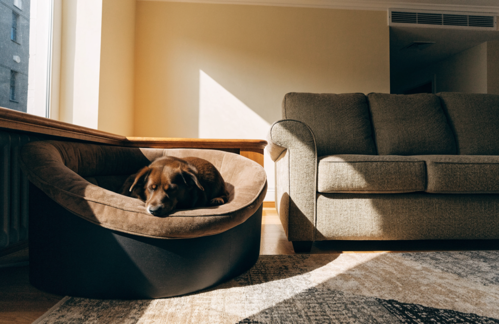 Dog bed placed near the sofa away from the walkway