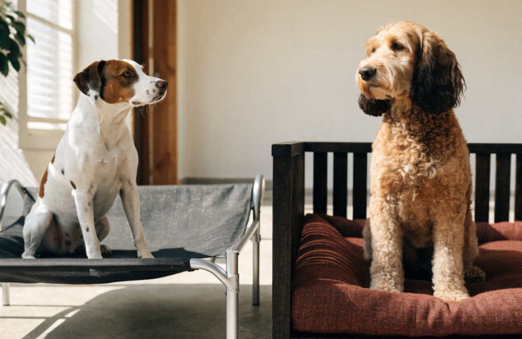 Cot-style aluminum frame and wooden box frame dog beds compared