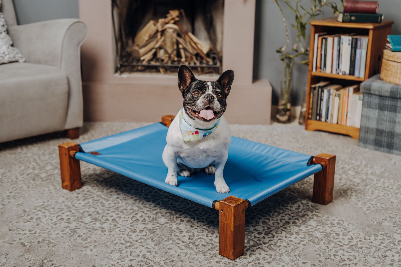 French Bulldog sitting on a blue elevated dog bed frame indoors.