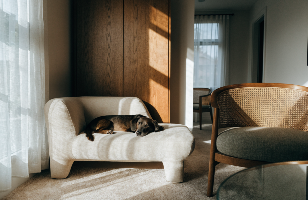 Dog on a small sofa bed against the living room wall