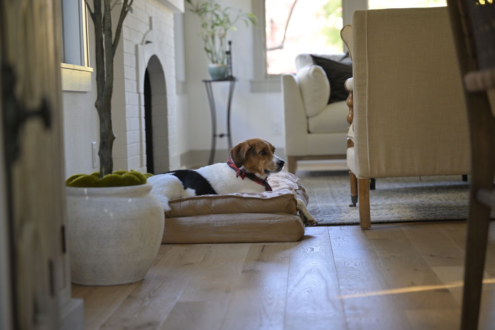 A beagle lying on a dog bed in a warm, stylish living room.