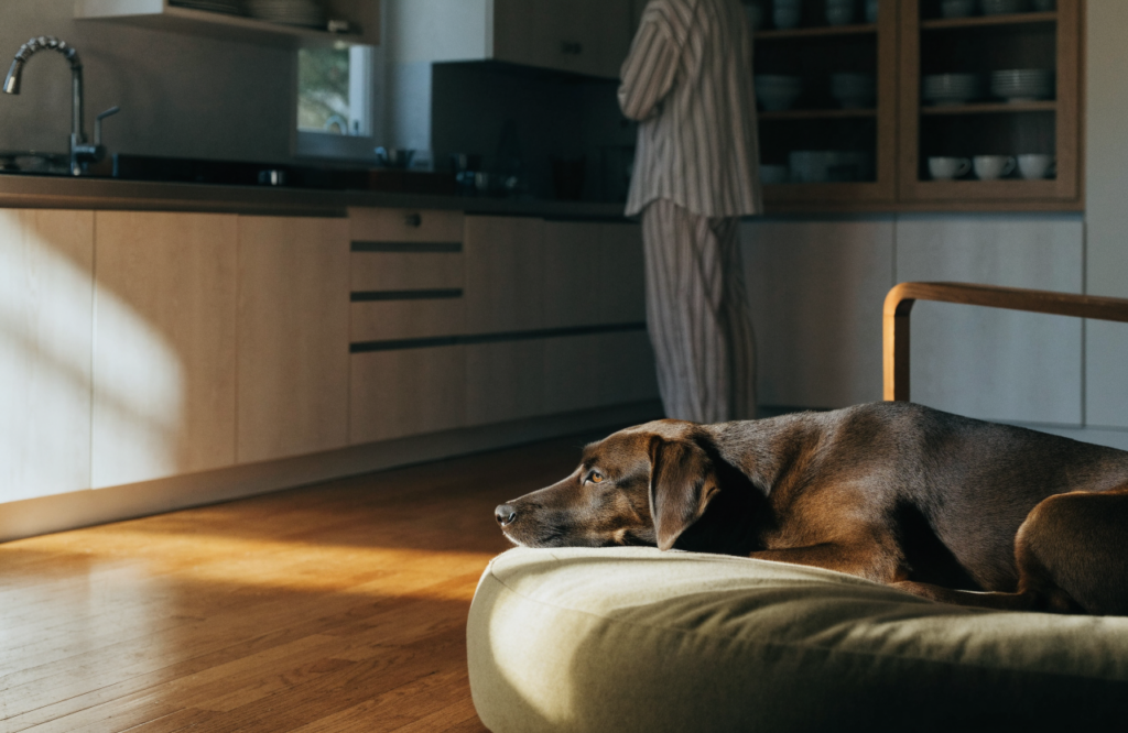 Dog on a bed at the quiet edge of the kitchen