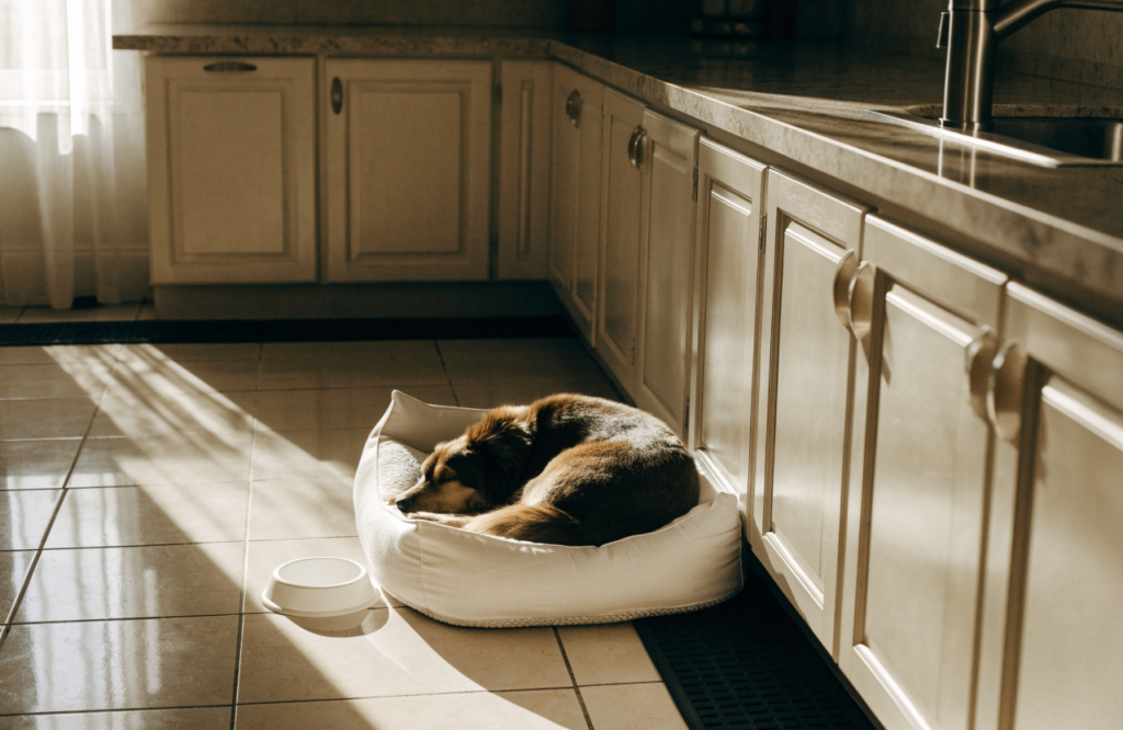 Dog asleep on a washable bed at the end of a kitchen counter