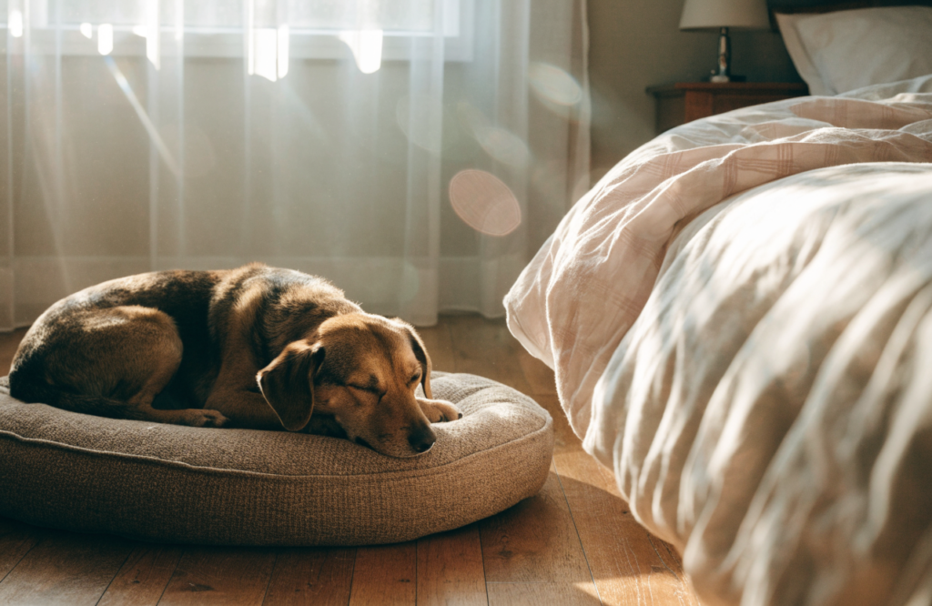 Dog asleep on its own bed beside the owner bed