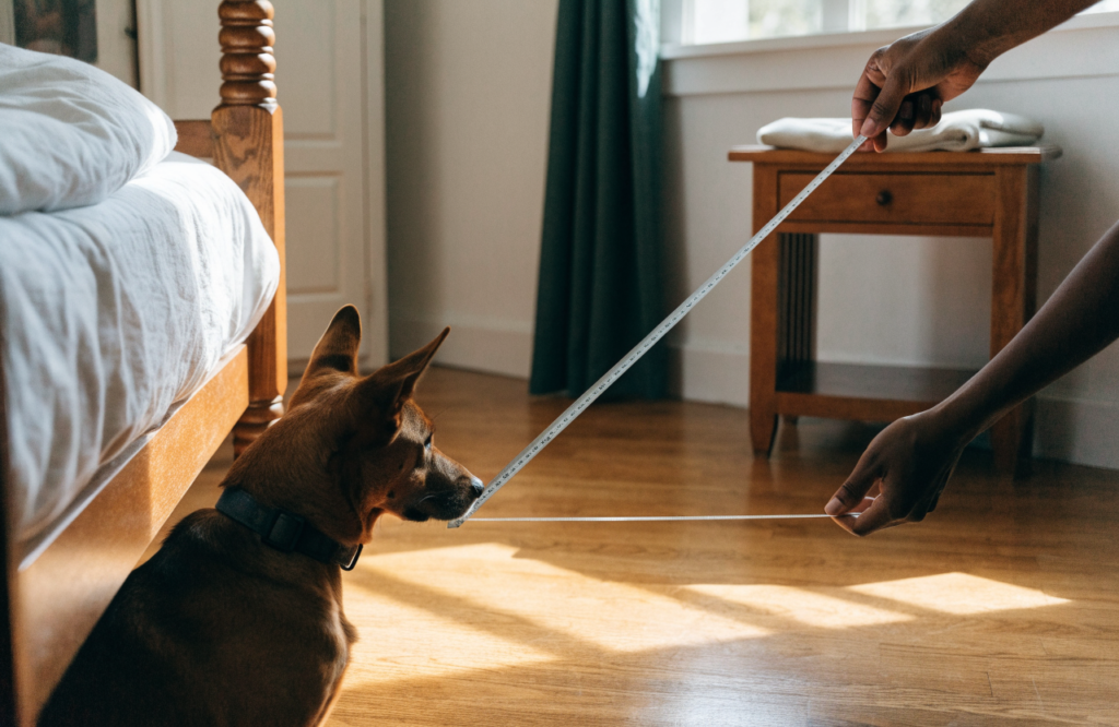 Measuring the floor between the bed and nightstand for a dog bed