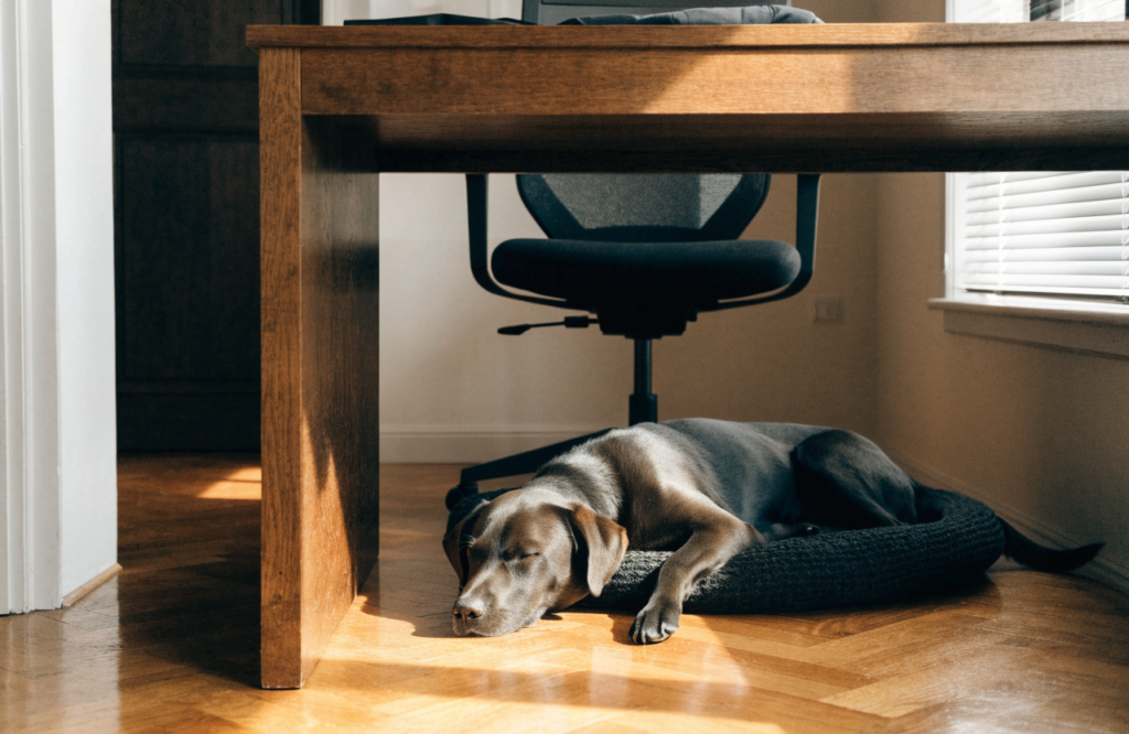 Dog asleep on a bed under a home office desk