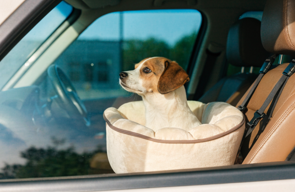 Small dog in a booster car seat bed strapped to the passenger seat